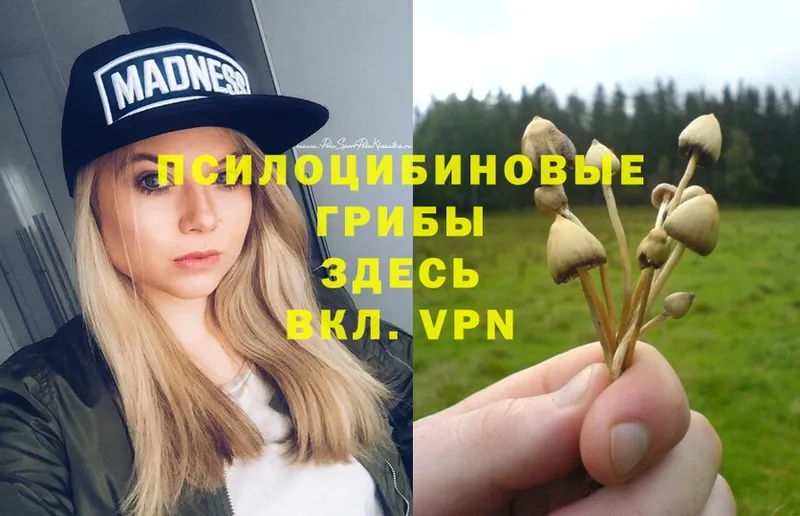 сколько стоит  Белая Холуница  Псилоцибиновые грибы MAGIC MUSHROOMS 